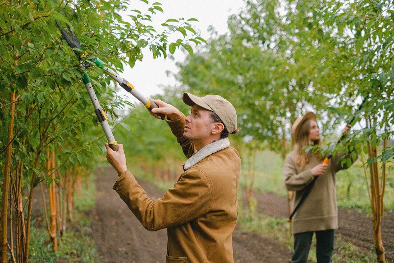 Best Tree Care Services  in Jesup, GA